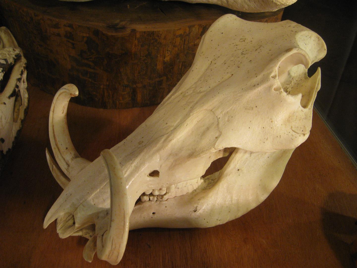 African Animal Skulls Stones and Bones Traveling Museum