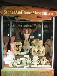 African Animal Skulls